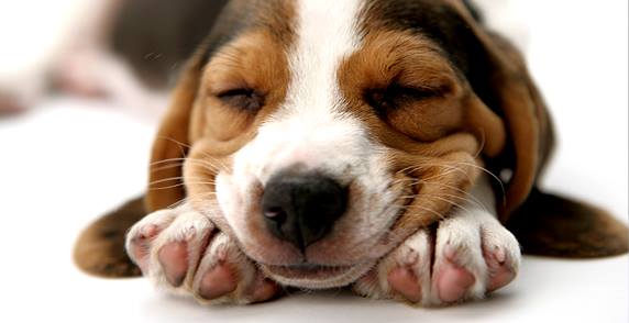 pet shop online